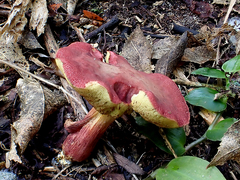 Xerocomellus ripariellus