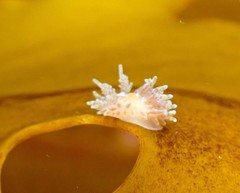 Caldukia affinis