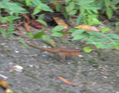 Eutropis lewisi