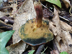 Xerocomellus ripariellus