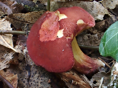 Xerocomellus ripariellus