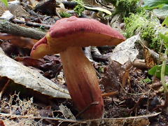 Xerocomellus ripariellus