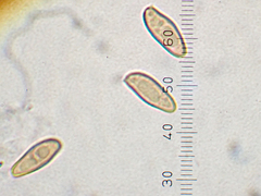Xerocomellus ripariellus