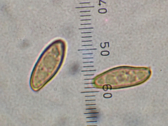 Xerocomellus ripariellus