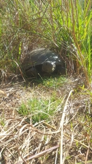 Gopherus polyphemus