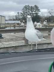 Larus argentatus smithsonianus
