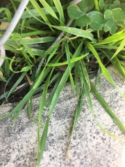 Poaceae