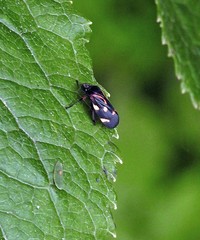 Isozulia christenseni