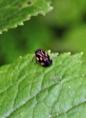 Isozulia christenseni