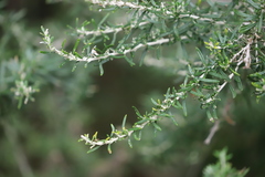 Ozothamnus secundiflorus