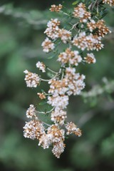 Ozothamnus secundiflorus