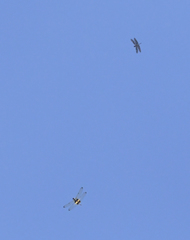 Rhyothemis obsolescens