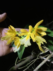 Epidendrum wallisii
