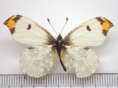 Anthocharis scolymus