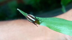 Alpaida quadrilorata