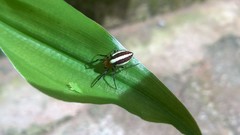Alpaida quadrilorata