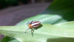Alpaida quadrilorata