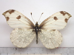 Anthocharis scolymus