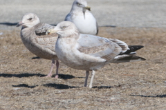 Larus argentatus