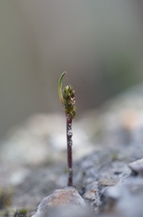 Genoplesium nudiscapum