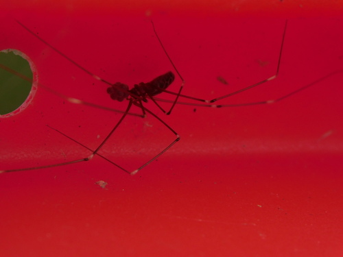 Pale Cellar Spider photo 3