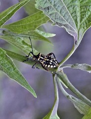 Camptischium