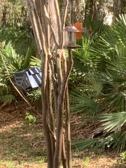 Cardinalis cardinalis image