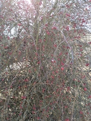 Magnoliopsida