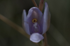 Thelymitra nuda