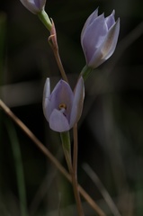 Thelymitra nuda