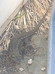 Sceloporus occidentalis