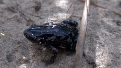 Chiasmocleis albopunctata