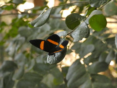 Panara soana