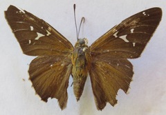 Epargyreus cruza