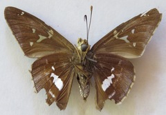 Epargyreus cruza