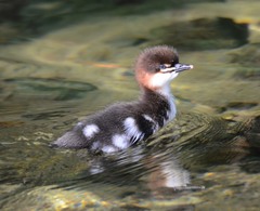 Common Merganser photo 5