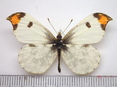 Anthocharis scolymus