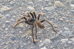 Grammostola inermis