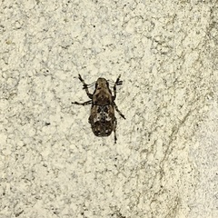 Euparius marmoreus