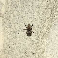 Euparius marmoreus
