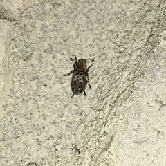 Euparius marmoreus