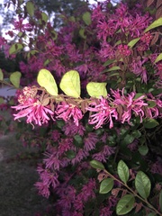 Loropetalum