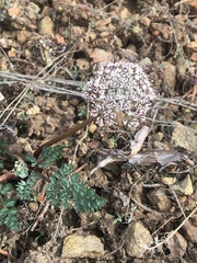 Lomatium canbyi