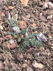 Lomatium canbyi