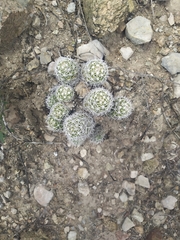Mammillaria sphacelata