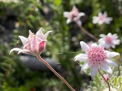 Actinotus forsythii