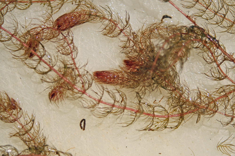 Myriophyllum alterniflorum