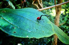 Trachelophorus giraffa