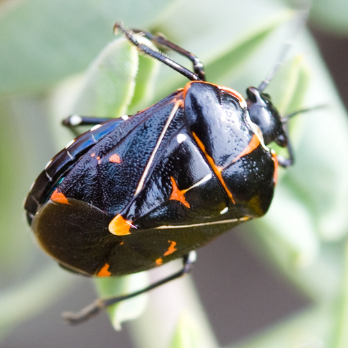Harlequin bug