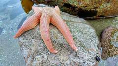 Stichaster striatus